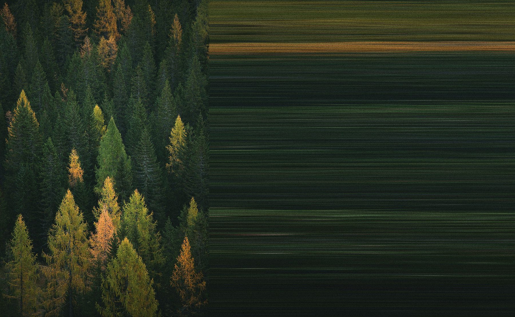 Tree Pull