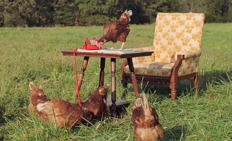 VITAL FARMS RUFFLED FEATHERS THUMBNAIL